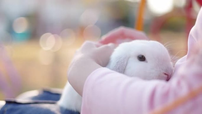 可爱的白兔兔子坐在秋千上玩耍的女孩的腿上