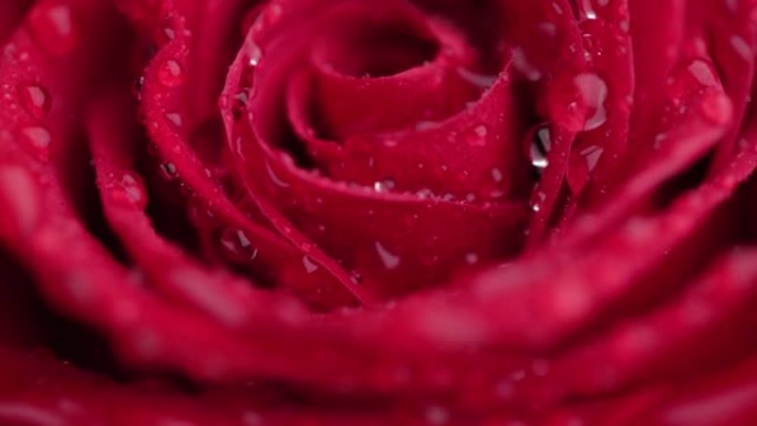 红玫瑰。特写。