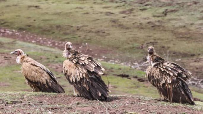 秃鹫栖息在青藏高原