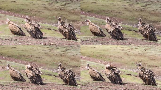 秃鹫栖息在青藏高原
