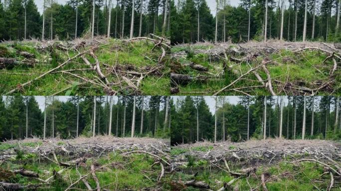 砍伐森林的景观，清除区域上升的镜头