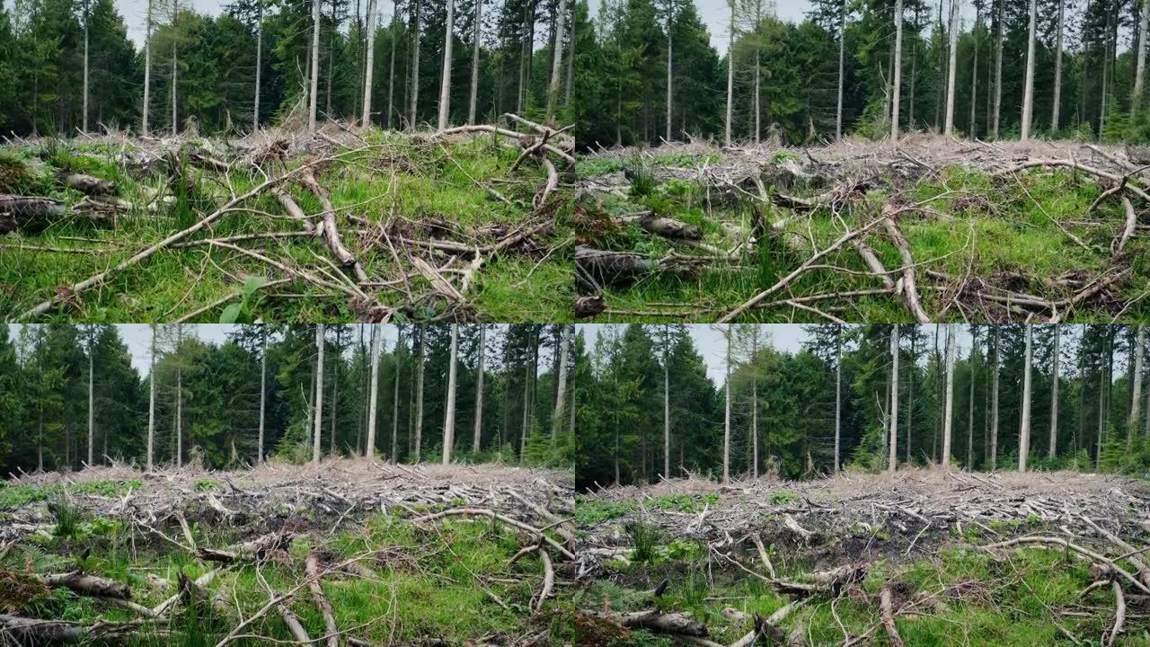 砍伐森林的景观，清除区域上升的镜头