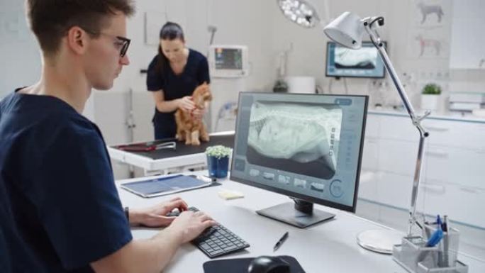 兽医诊所专业人员在台式计算机上工作，检查x射线扫描是否有潜在的骨折。女兽医用听诊器诊断一只红色的缅因