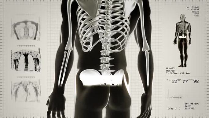 详细的人体转动。骨架。可循环。黑色/白色。白色背景。