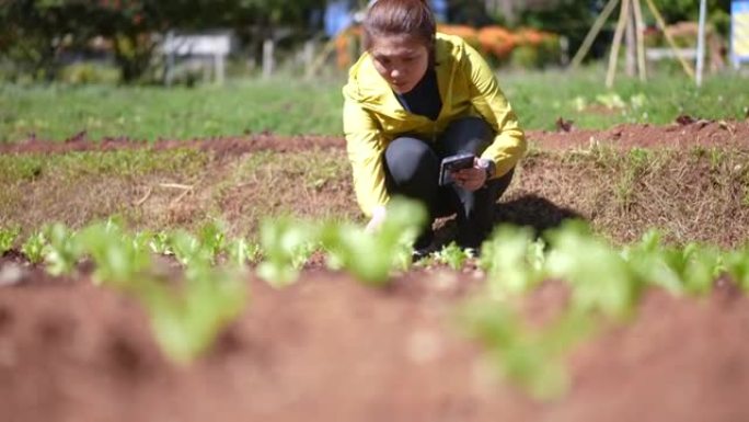女人聪明的农民在有机农场工作，用智能手机检查产品