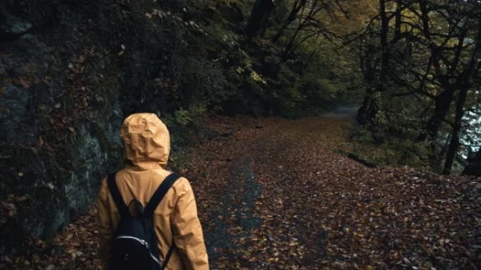 探索多雨的森林探索多雨的森林