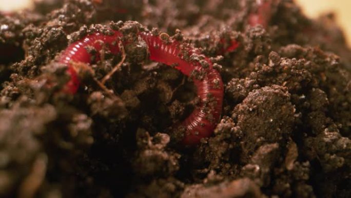 蠕虫松动土壤