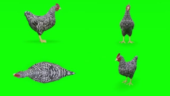 绿色屏幕上的等待鸡。动物的概念，野生动物，游戏，返校，3d动画，短视频，电影，卡通，有机，色键，人物