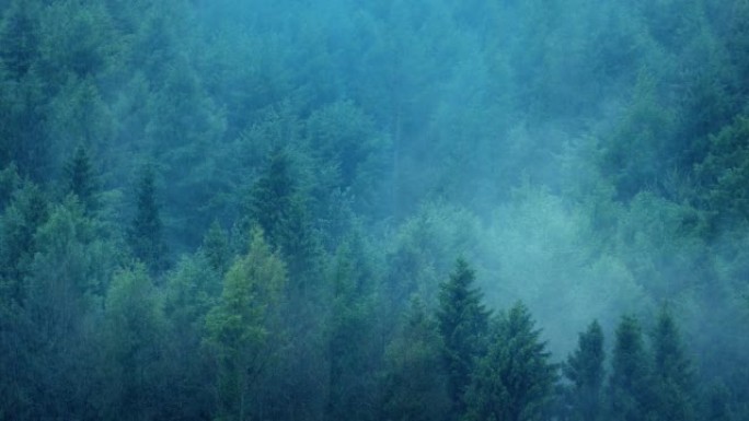 大雨中薄雾从森林中升起