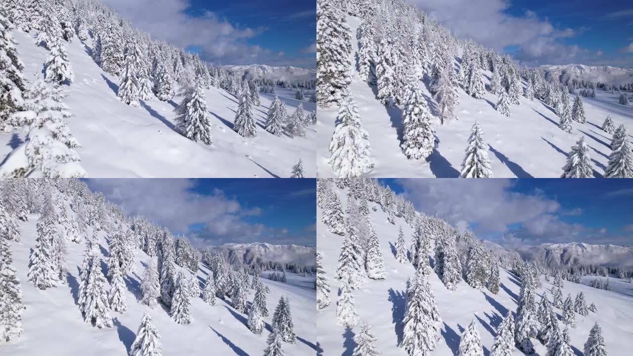 空中: 在白雪皑皑的云杉树上飞行，露出雪山