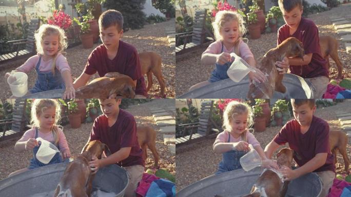 4k视频片段，一个可爱的男孩和女孩在家里的花园里给他们的脊背小狗洗澡