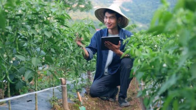 亚洲农民在辣椒地里使用数码平板电脑