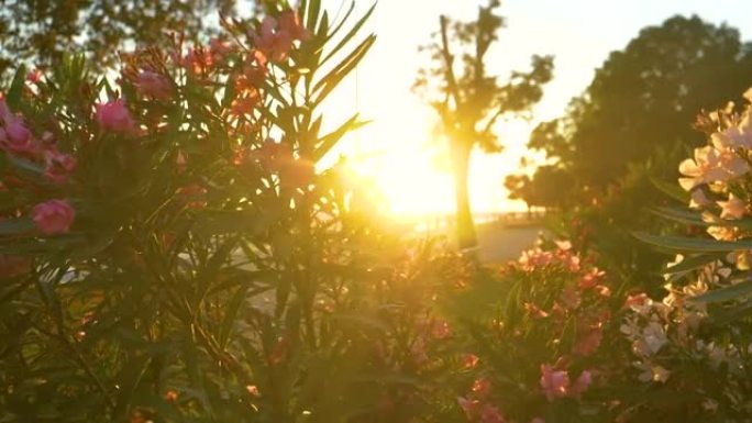 特写: 金色的夏日傍晚阳光照在盛开的夹竹桃丛上。