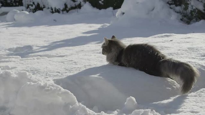 慢动作: 猫跳入新鲜的雪中