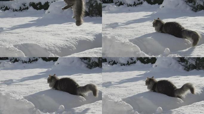 慢动作: 猫跳入新鲜的雪中