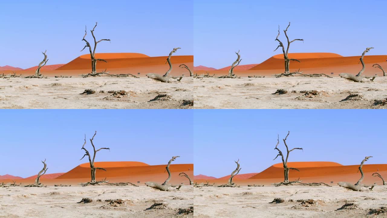 WS Deadvlei树木和风景优美的沙丘，纳米比亚，非洲