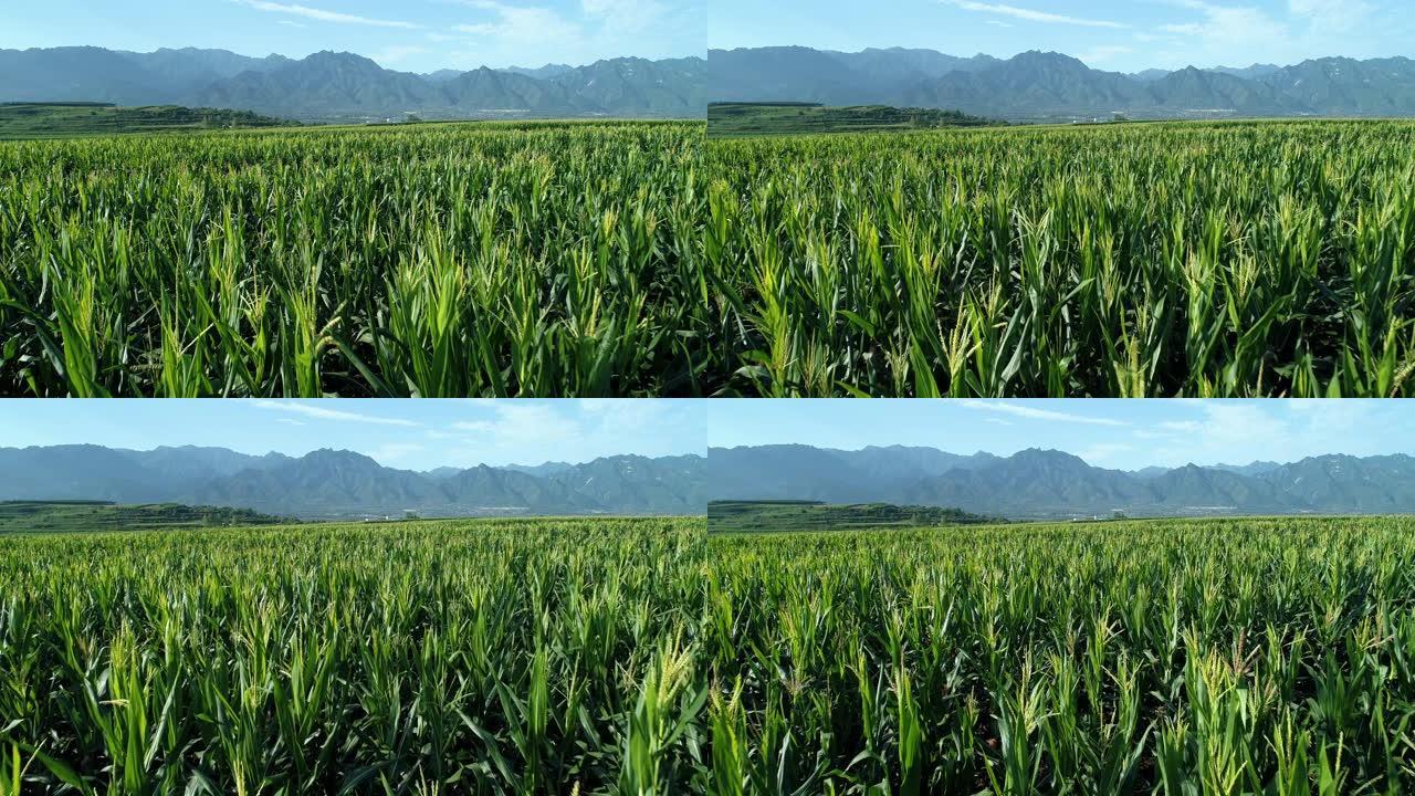 中国新疆山谷里的春稻田