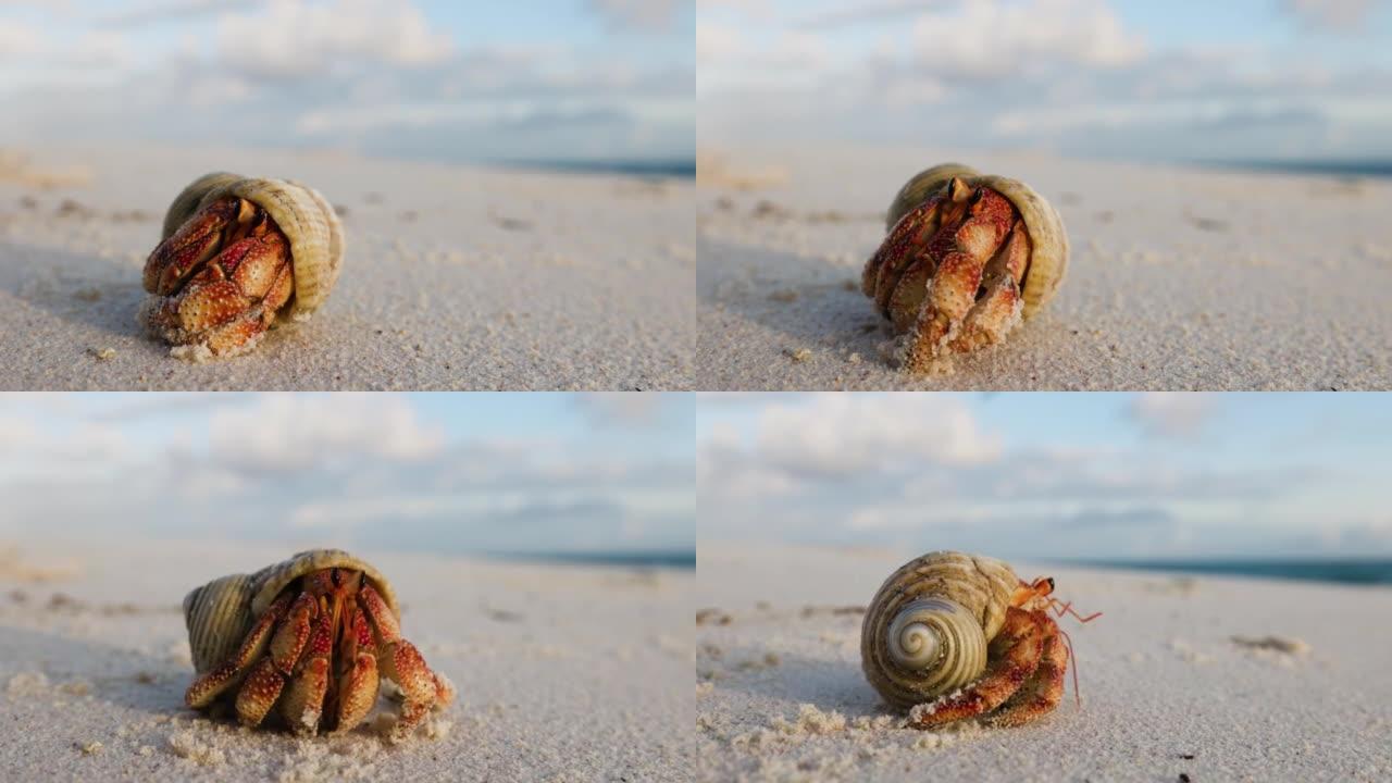 一只美丽的organge彩色寄居蟹的特写镜头从海滩上的壳中冒出来，然后走向大海