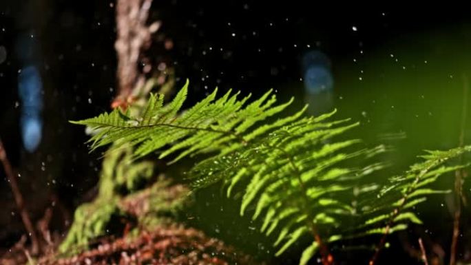 时间扭曲水滴落在森林中的绿色蕨类植物上
