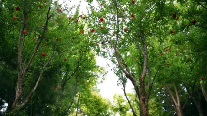 夏季的石榴花仰拍长满石榴的石榴树绿色果树
