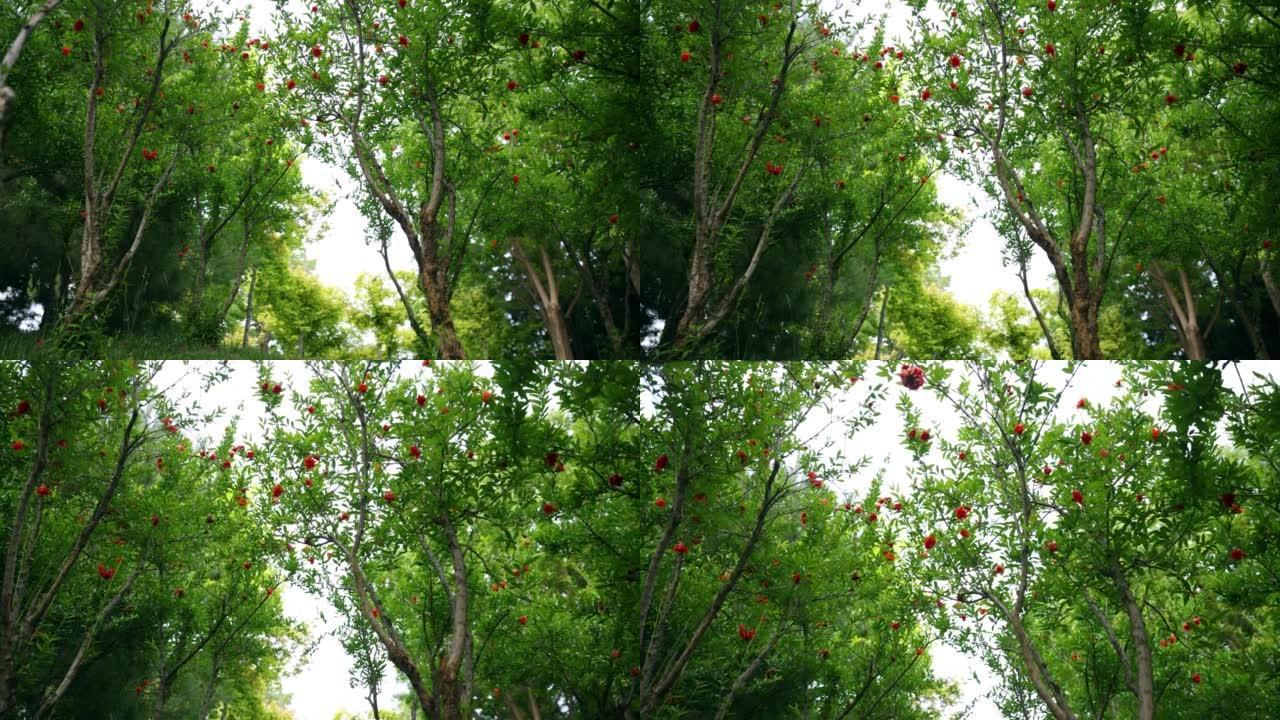 夏季的石榴花仰拍长满石榴的石榴树绿色果树