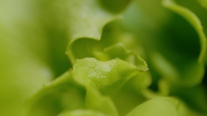 宏观，dop: 美味的年轻卷心莴苣生长在郁郁葱葱的绿色花园里。