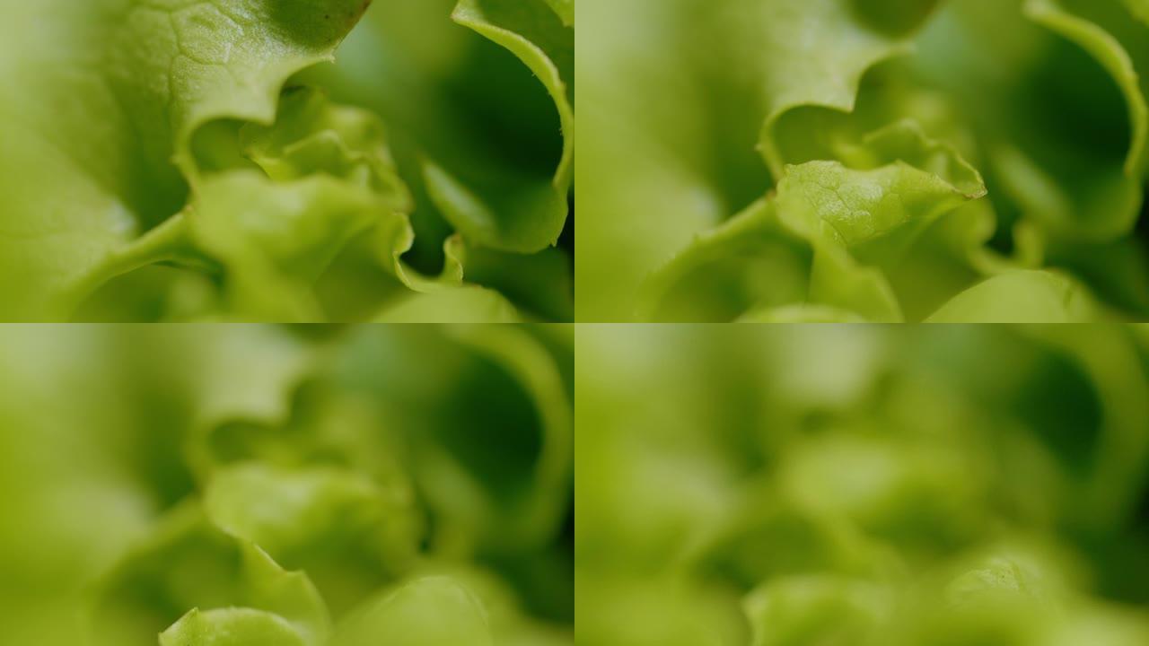 宏观，dop: 美味的年轻卷心莴苣生长在郁郁葱葱的绿色花园里。