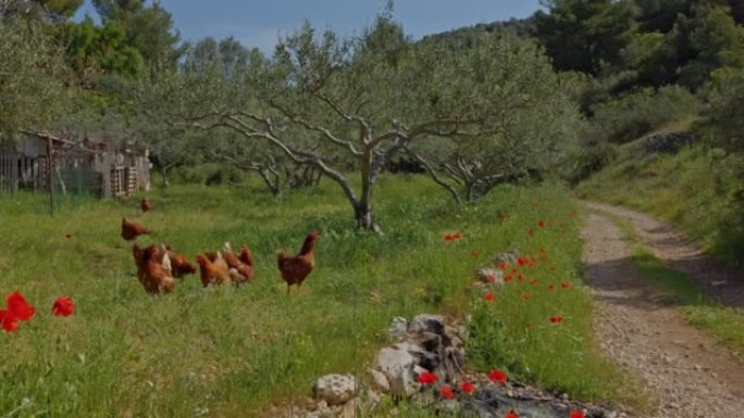 一群鸡在赫瓦尔岛乡间小路旁的田园诗般的草地上行走