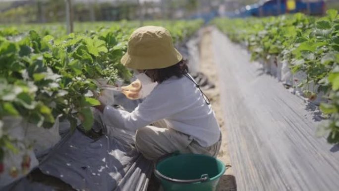 快乐的小男孩夏天在有机生物浆果农场采摘草莓。