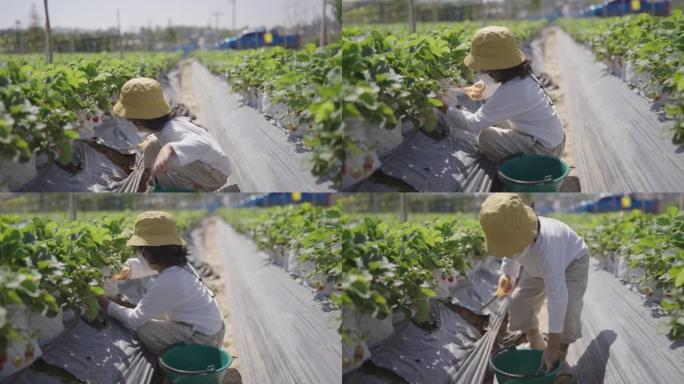 快乐的小男孩夏天在有机生物浆果农场采摘草莓。