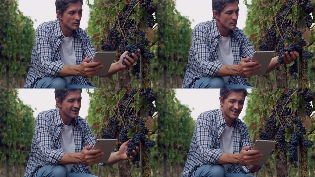 葡萄园中年人的肖像，使用数字平板电脑收集他的收获数据。专业酿酒师检查他的黑葡萄。他使用技术使工作井井