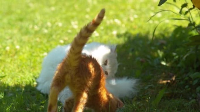 特写: Ginger kitty和一只穿着漂亮的白色长外套的大猫一起玩。