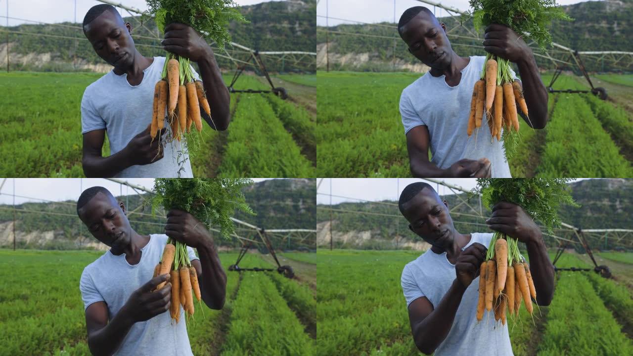 一个黑人非洲农民打扫卫生，手里拿着一堆漂亮的新鲜胡萝卜的特写镜头，他刚刚从地上拔出来