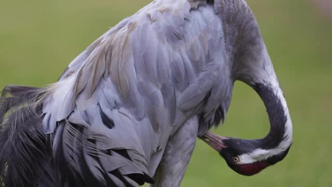 Close-up of a stunningly beautiful Eurasian Crane 