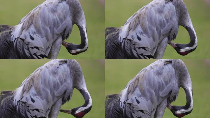 Close-up of a stunningly beautiful Eurasian Crane 