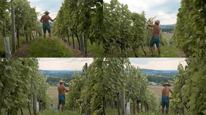 SLO MO高级葡萄酒商在葡萄园修剪藤蔓