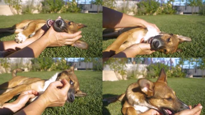 特写: 可爱的混血狗狗躺在花园草坪上咬人的手