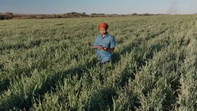 使用数字平板电脑监视大型农场中的燕麦谷物作物的非洲黑人女性农民的特写鸟瞰图