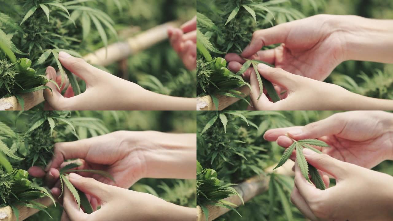 大麻植物一双手摘树叶特写