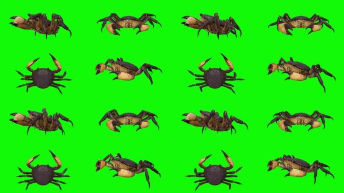 绿色屏幕上的螃蟹。动物的概念，野生动物，游戏，返校，3d动画，短视频，电影，卡通，有机，色键，人物动