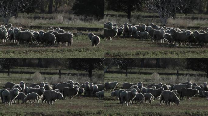 阿根廷巴塔哥尼亚盖曼农村农场的篱笆后面的羊群。