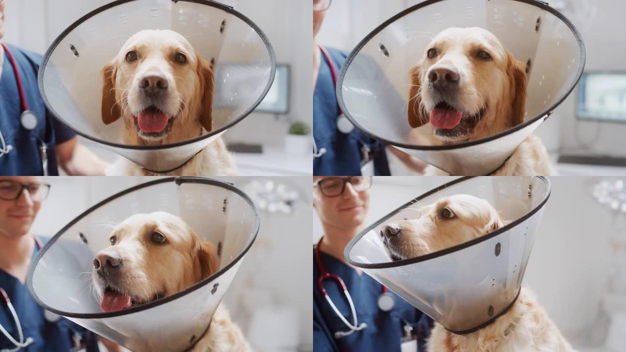 高贵的金毛猎犬在现代兽医诊所为相机摆姿势。年轻的兽医检查动物，在健康检查期间冷静地抚摸狗