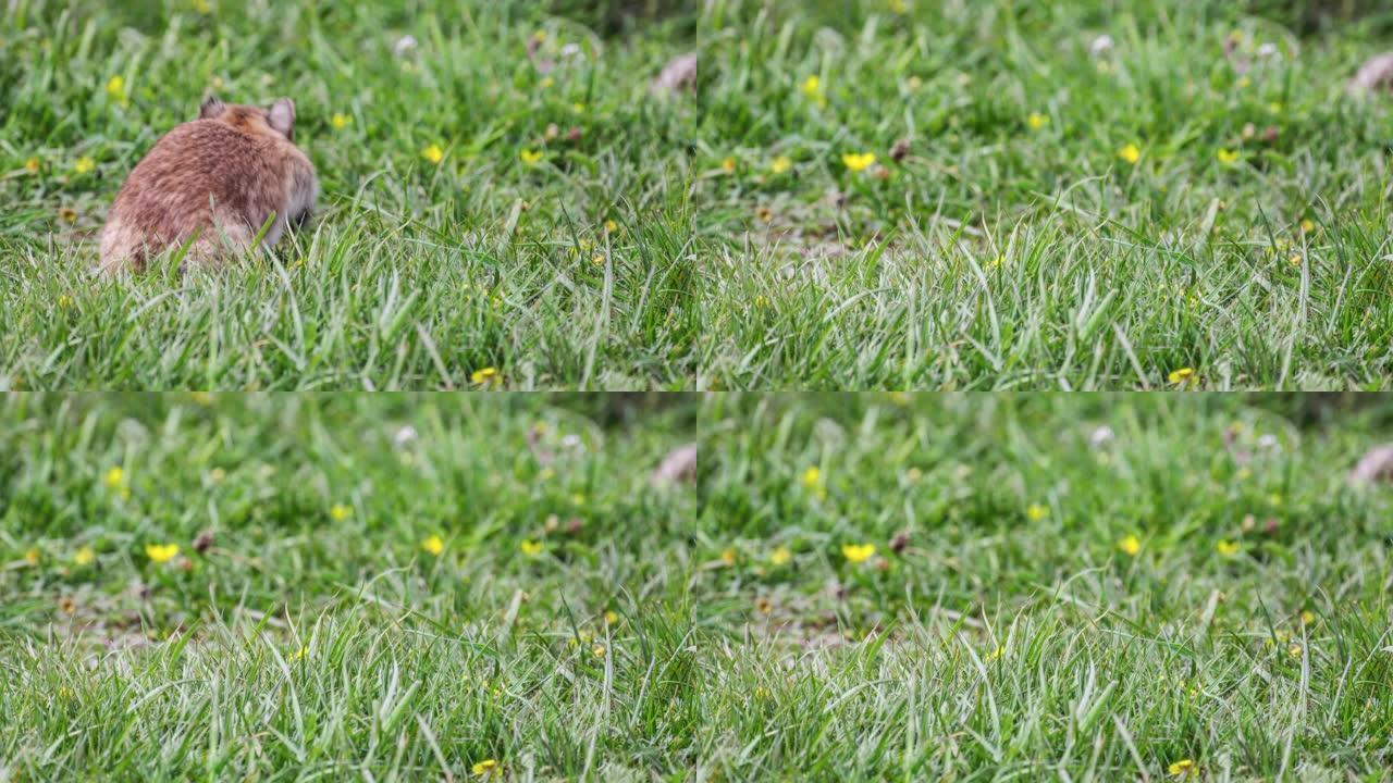 鼠兔在若尔盖草原上吃草