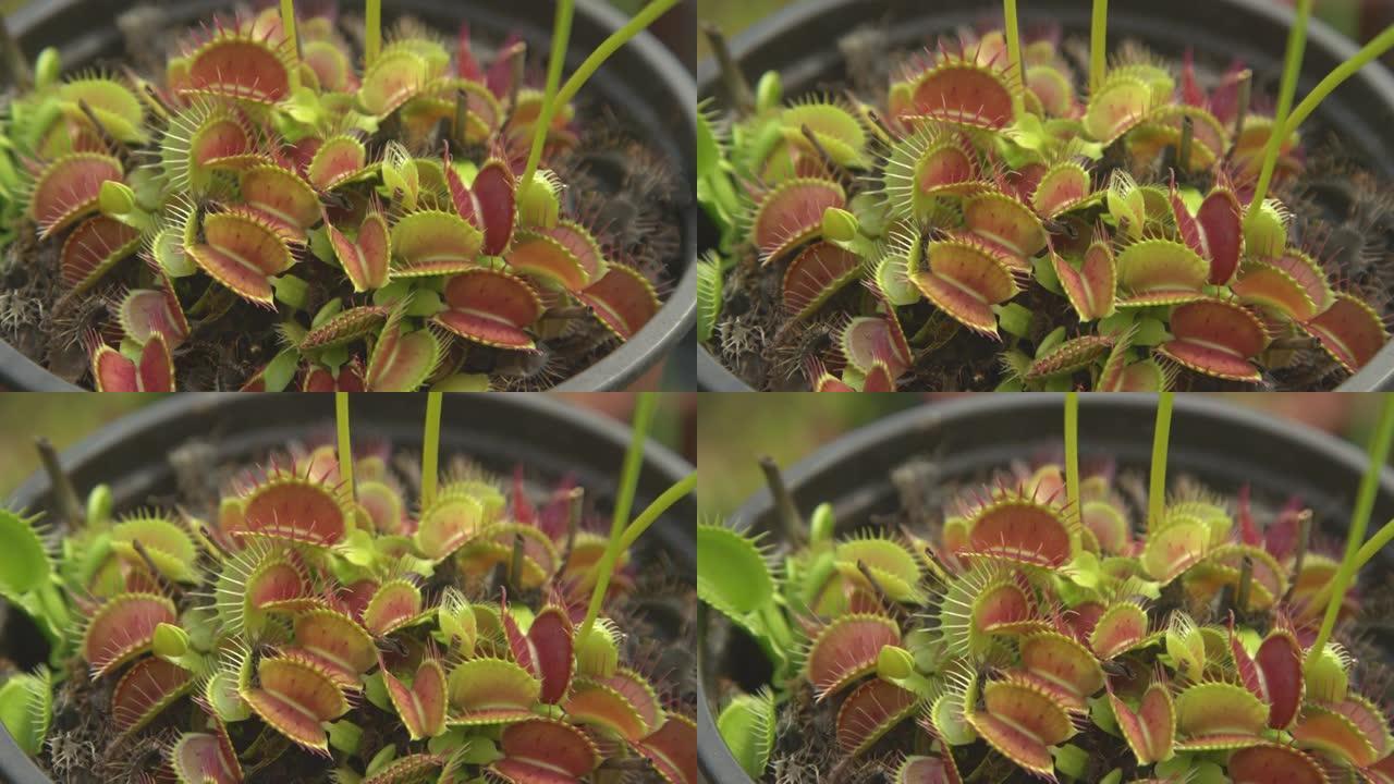 特写: 花盆内生长的小维纳斯捕蝇草花的详细照片。