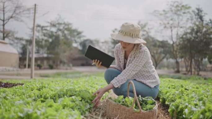 亚洲女性农民使用数字平板电脑监控蔬菜农场