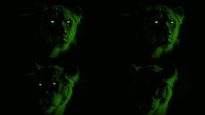 拥有发光眼睛的夜景母狮