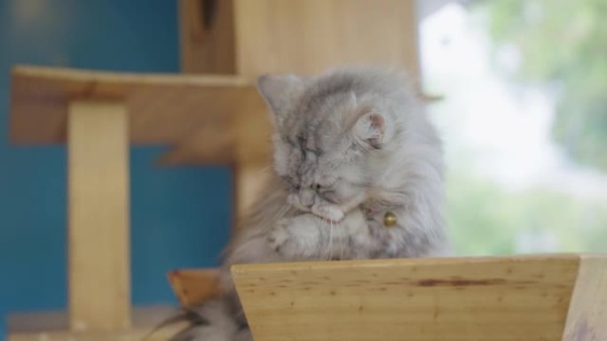 一只灰色的波斯猫试图在架子上清理自己的身体。