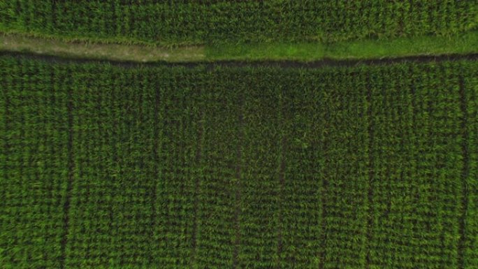 俯视图水稻农场无人机飞越农田稻田农村作物农场4k鸟瞰图