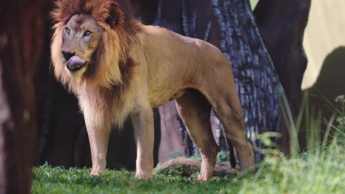 野外的狮子动物园野生动物非洲草原生物多样