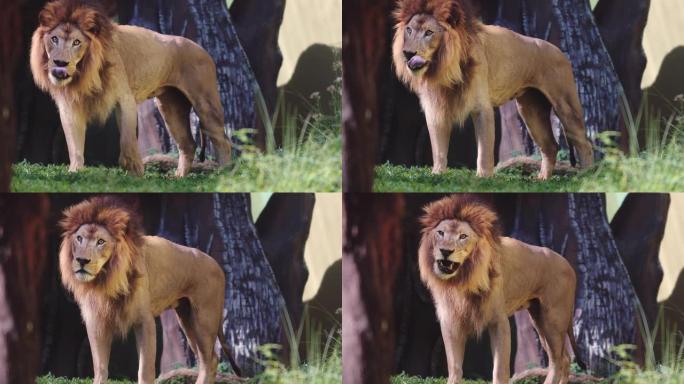 野外的狮子动物园野生动物非洲草原生物多样